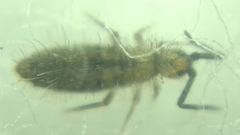 Collembola