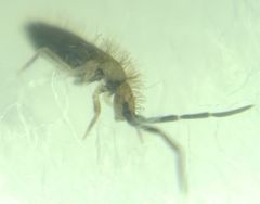 Collembola