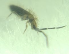 Collembola