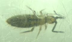 Collembola