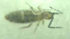 Collembola