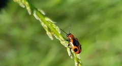 Crioceris quinquepunctata