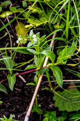 Limosella longiflora