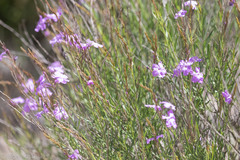 Bouchea linifolia
