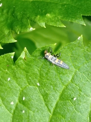 Coccinella septempunctata