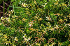 Lotus discolor