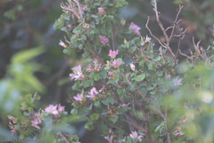 Bauhinia lunarioides