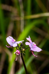 Nemesia caerulea