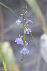 Lobelia berlandieri