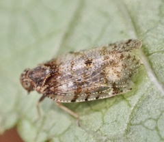 Tachycixius pilosus