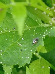 Coccinella septempunctata