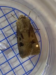 Agrotis exclamationis