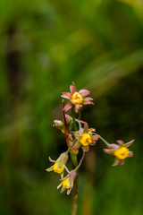 Tulbaghia ludwigiana