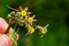 Tulbaghia ludwigiana