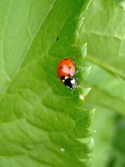 Coccinella septempunctata