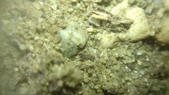 Collembola