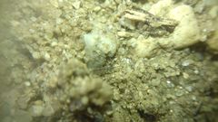 Collembola