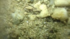 Collembola