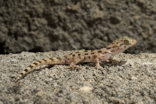Keeled Rock Gecko