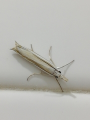 Angustalius malacellus