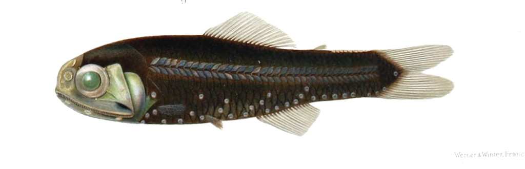 Doflein's Lanternfish
