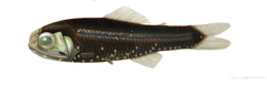 Doflein's Lanternfish photo 1