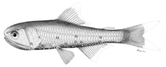 Doflein's Lanternfish photo 2