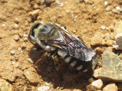 Megachile lefebvrei
