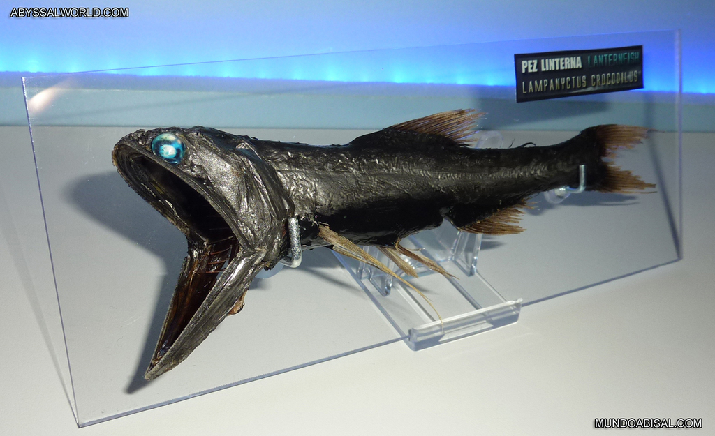Jewel Lanternfish
