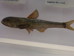 Jewel Lanternfish photo 1