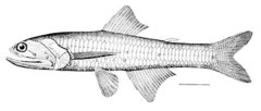 Jewel Lanternfish photo 2