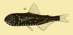 Bermuda Lantern Fish photo 5