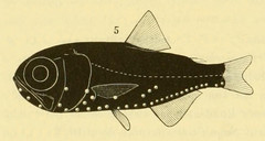 Electric Lantern Fish photo 3