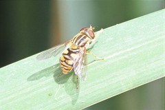 Parhelophilus laetus