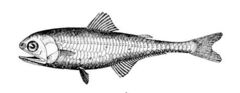 Cocco's Lanternfish photo 1