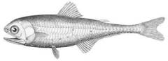 Cocco's Lanternfish photo 2