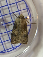 Agrotis puta