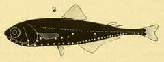 Cocco's Lanternfish photo 3