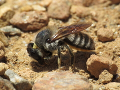 Megachile lefebvrei