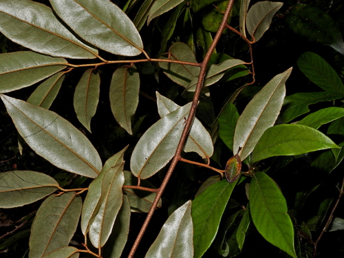 Image of Elaeagnus glabra by (c) Jacy Chen, some rights reserved (CC BY)