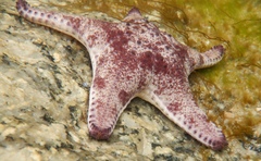 Anthaster valvulatus