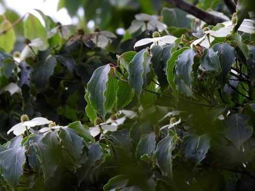 Cornus kousa