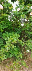 Rosa canina