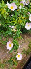 Rosa canina