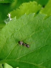 Lasius