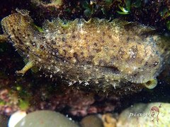 Dolabrifera dolabrifera