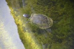 Trachemys scripta image