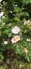 Rosa canina