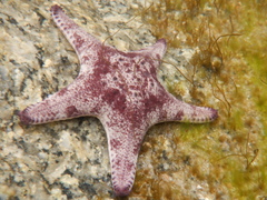 Anthaster valvulatus