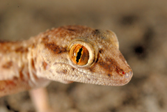 Bunopus tuberculatus